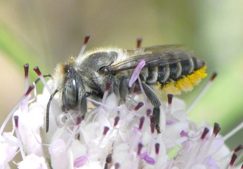 Réf. 259 335 : Megachile sp.